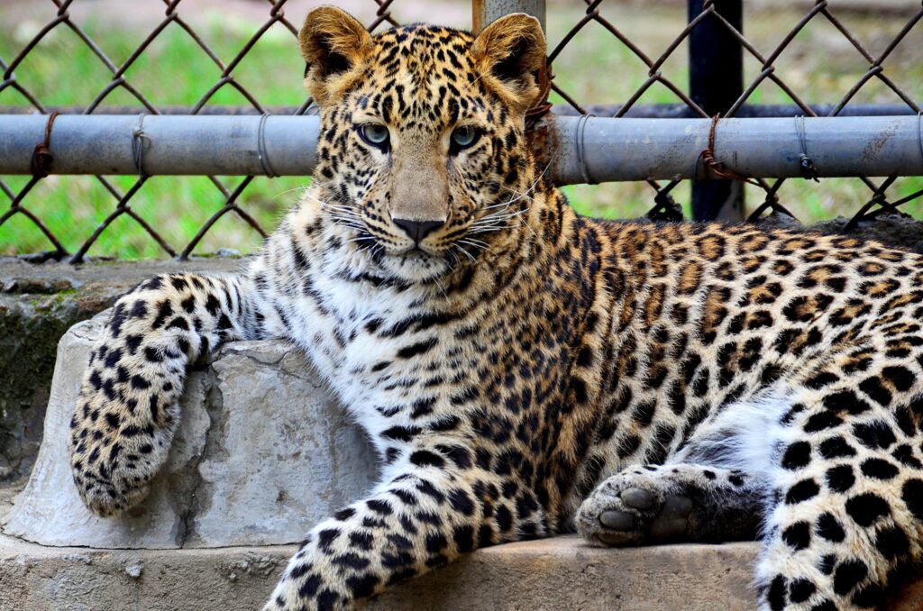 3_zoo_jedna_vstupenka